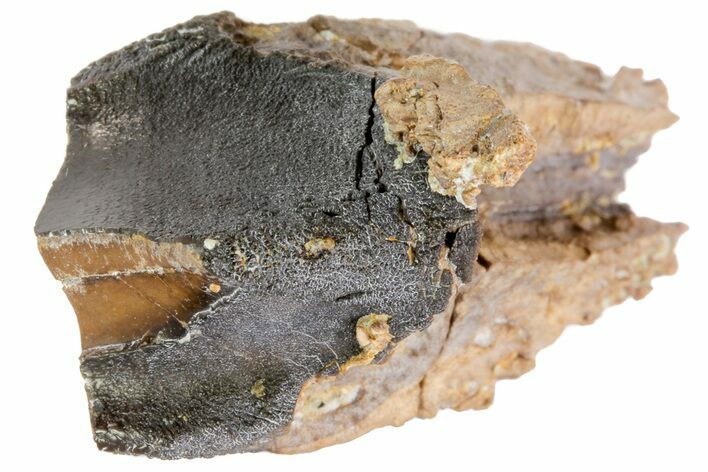 Feeding Worn Triceratops Tooth - South Dakota #73879